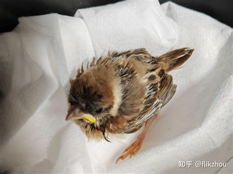 麻雀幼鳥死前的徵兆